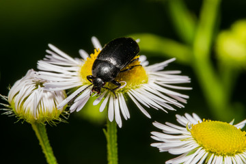 Black beetle on a Daisy Meadow