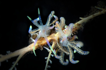 Nudibranch Phyllodesmium poindimiei. Underwater macro photography from Tulamben, Bali,  Indonesia