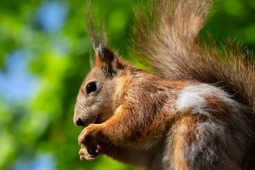 Naklejka na ściany i meble Beautiful squirrel with a fluffy tail close-up.