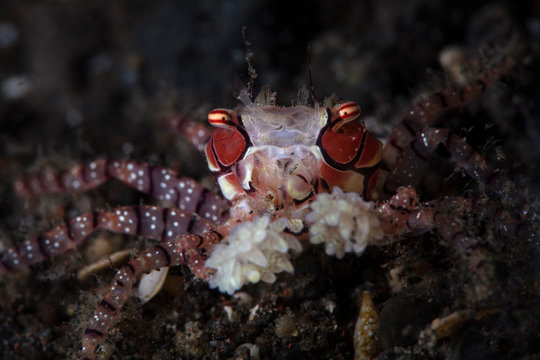 Pom-pom crab or boxer crab ( Lybia tesselata ). Underwater macro photography from Tulamben, Bali,  Indonesia