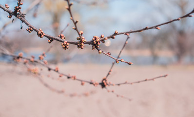 Early spring sweet cherry tree in garden. Gardening concept	