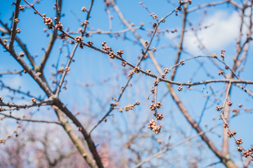 Early spring sweet cherry tree in garden. Gardening concept	