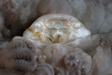 Xenia swimming crab (Caphyra loevis). Underwater macro photography from Tulamben, Bali,  Indonesia