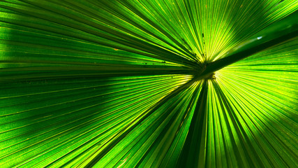 Obraz premium The leaves of the palm tree There is sunshine in the back.