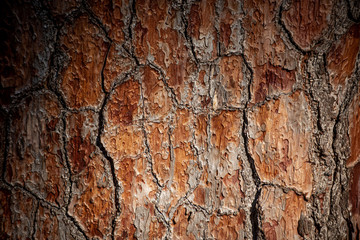 Texture of brown pine bark