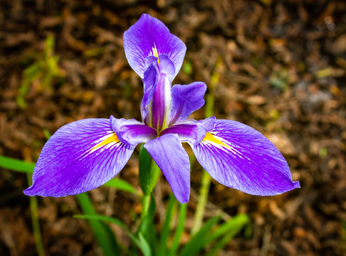 Blue Flag Iris