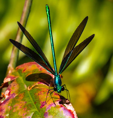 Ebony Jewelwing
