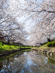 Fototapeta na wymiar 埼玉県元荒川沿いの満開の桜