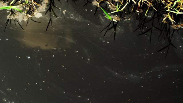 Sewage that has insects on the water surface.