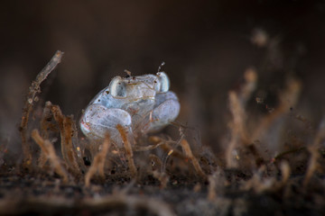 Megalopa (the final larval stage in decapod crustaceans), size 2mm. Underwater macro photography from Tulamben, Bali,  Indonesia