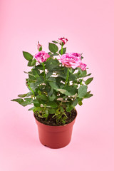 Houseplant in flowerpot, roses with pink color petals, indoor flowers in pot on pink background