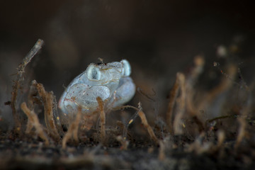 Megalopa (the final larval stage in decapod crustaceans), size 2mm. Underwater macro photography from Tulamben, Bali,  Indonesia