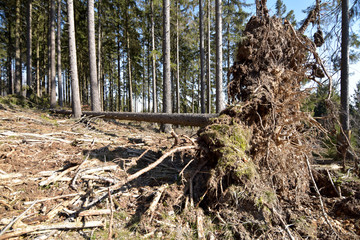 Sturmschaden
