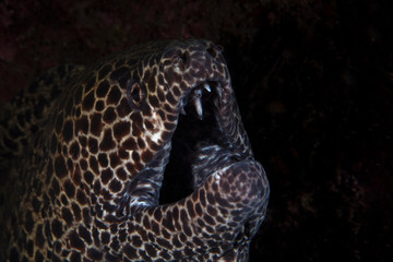 Smile of Moray eel. Underwater photography from Tulamben, Bali,  Indonesia