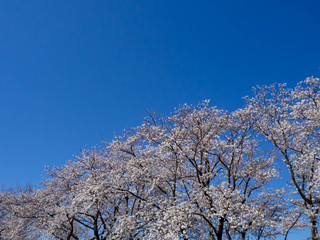 満開の桜と澄んだ青い空