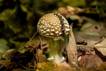 Poisonous mushroom in the forest