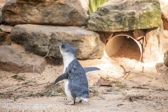 Zwergpinguin von Hinten