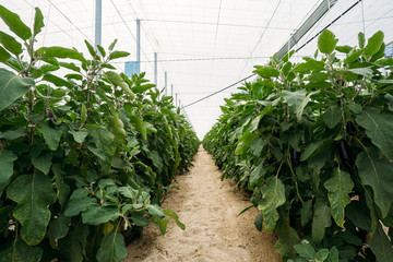 View of a black eggplant or aubergine field in an organic greenhouse with automatic climate control.
