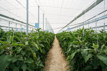 View of a black eggplant or aubergine field in an organic greenhouse with automatic climate control.