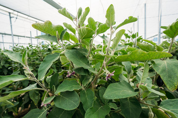 Close up of a black eggplant or aubergine in an organic greenhouse with automatic climate control.