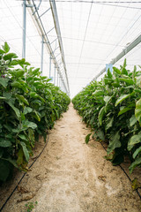 View of a black eggplant or aubergine field in an organic greenhouse with automatic climate control.