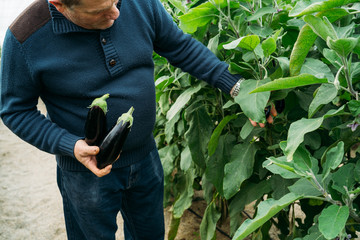 Male farmer harvests fresh black eggplant or aubergines in his organic production greenhouse in...