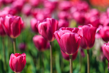 Fototapeta premium Closeup of pink tulips flowers with green leaves in the park outdoor.