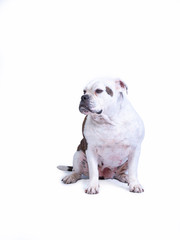 Portret of a large and beautiful, white brown old English bulldog breed dog looking to the left, on a white background, copy space