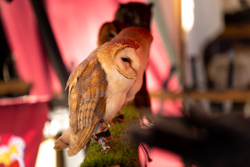 Bird of prey, with a hood on an exhibition.