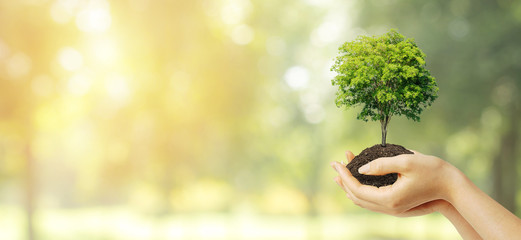 Ecology and Environmental Concept : Hand holding green plant tree growth thru brown soil with...