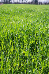 Cereal plants  growing in the field on a sunny day. Italian countryside on springtime
