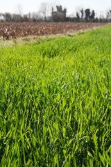 Cereal plants  growing in the field on a sunny day. Italian countryside on springtime