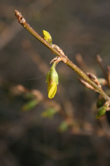 Young fresh yellow Forsythia blossom growing on branch on springtime