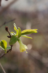 Naklejka na ściany i meble Lonicera Caerulea Kamtschatica branch with pale yellow flowers. Cultivated Blueberry bush on springtime