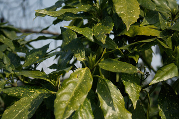 Aucuba japonica bush commonly called spotted laurel with fresh blossoms on branch in the garden