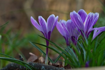 Eine Gruppe lila violetter Krokusse im Frühling im Wald am Abend in der Dämmerung, crocus