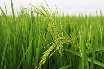 Green Photography Wallpaper ShawonBennington