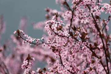 Blooming cherry tree in spring
