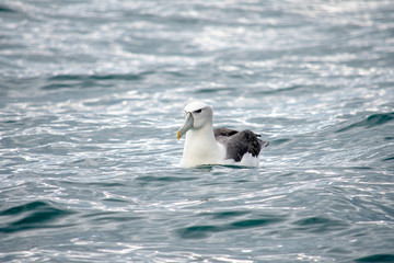 Obraz premium Royal Albatross Resting