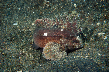 Spiny Waspfish (Ablabys macracanthus)