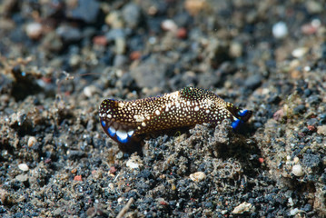 Reticulated Headshield Slug (Philinopsis reticulata)