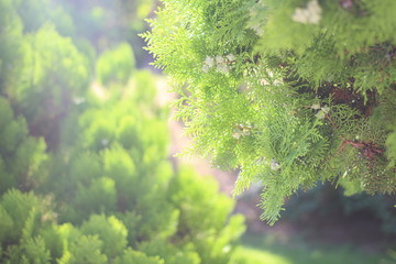 green leaves of tree