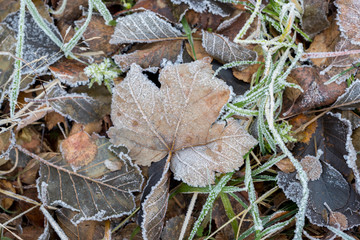 Frozen leafs on the field with autumn color.