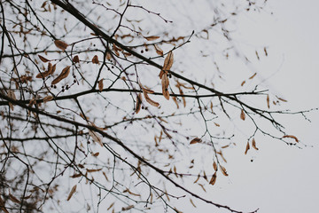 branch of a tree in winter