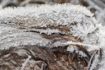 Ice crystals formed on a dead tree during a heavy frost.