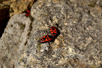 Fototapeta na wymiar insect on rock