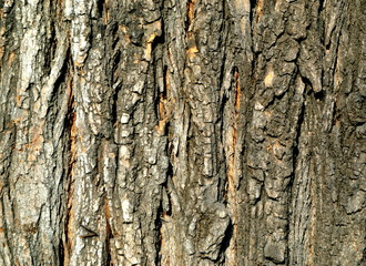 bark of a tree