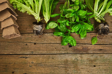 Flat lay of Gardening tools, basil, greens eco flowerpot, soil on wooden background.