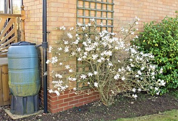 Magnolia Stellata flowering beside a water but, in March 2020.