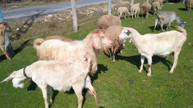 Sunny warm day, pasture, green grass. Beautiful, healthy, well-groomed, white, red, black, spotted goats, rams, sheep and young lambs graze in meadow. Farming, livestock concept.